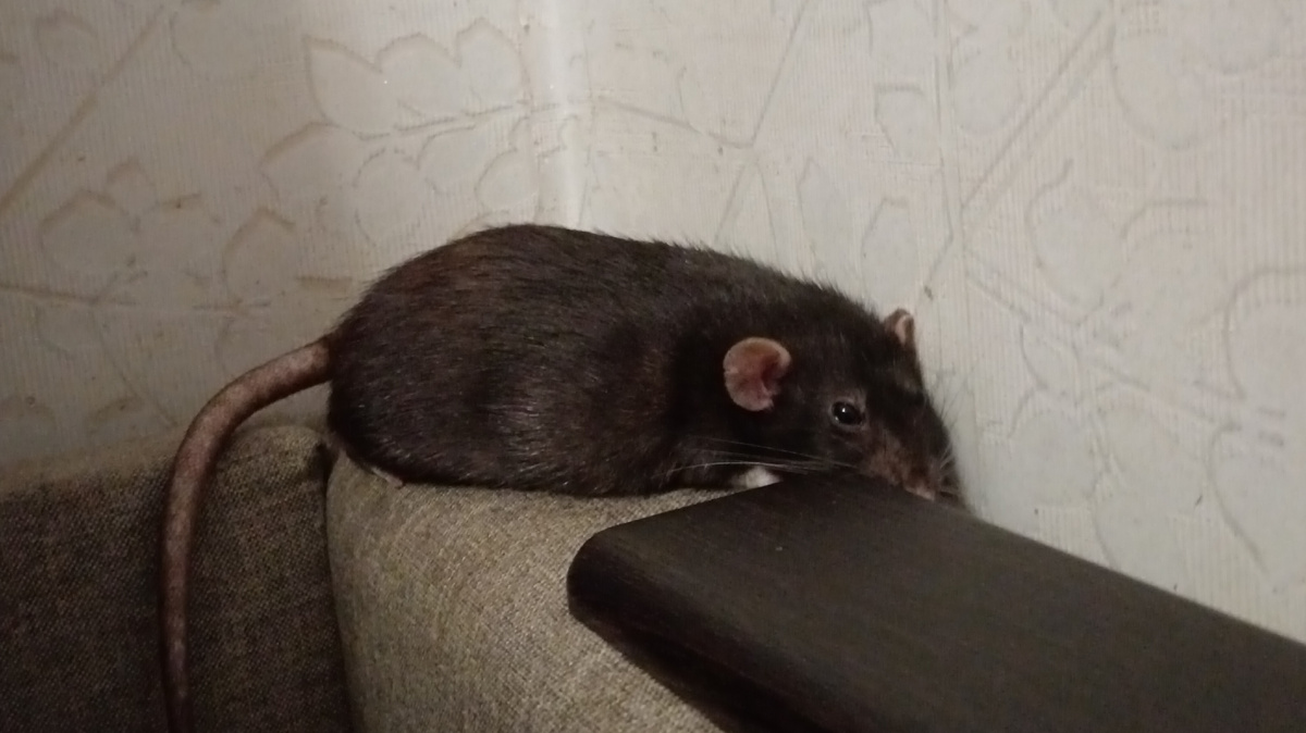 Многие пожилые крыски не нуждаются в общении, им больше хочется уединения