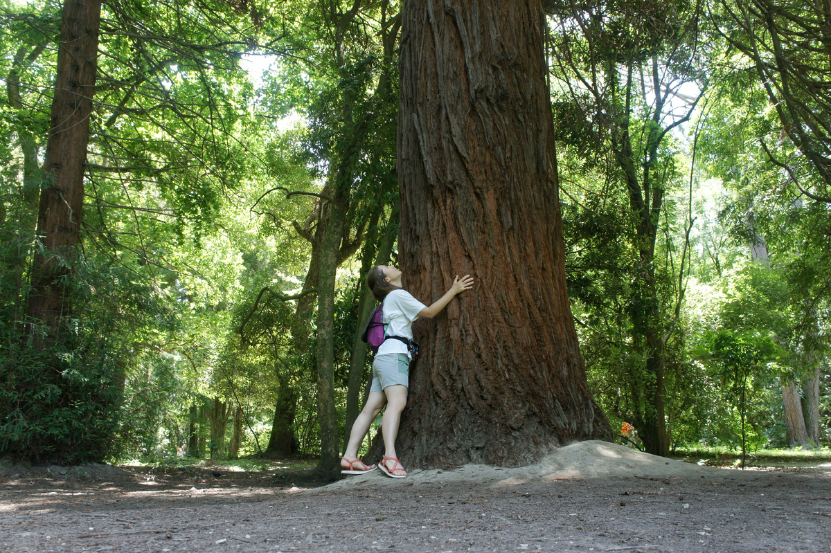 Секвойя вечнозелёная (Sequoia sempervirens) →