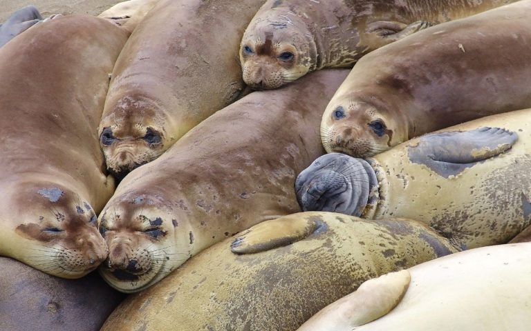    Фото: wikipedia.org Анастасия Давыдова