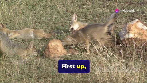 Adorable Baby Animals. Meet the Cubs!