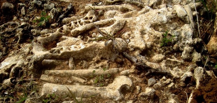 https://biodiversitycyprus.blogspot.com/