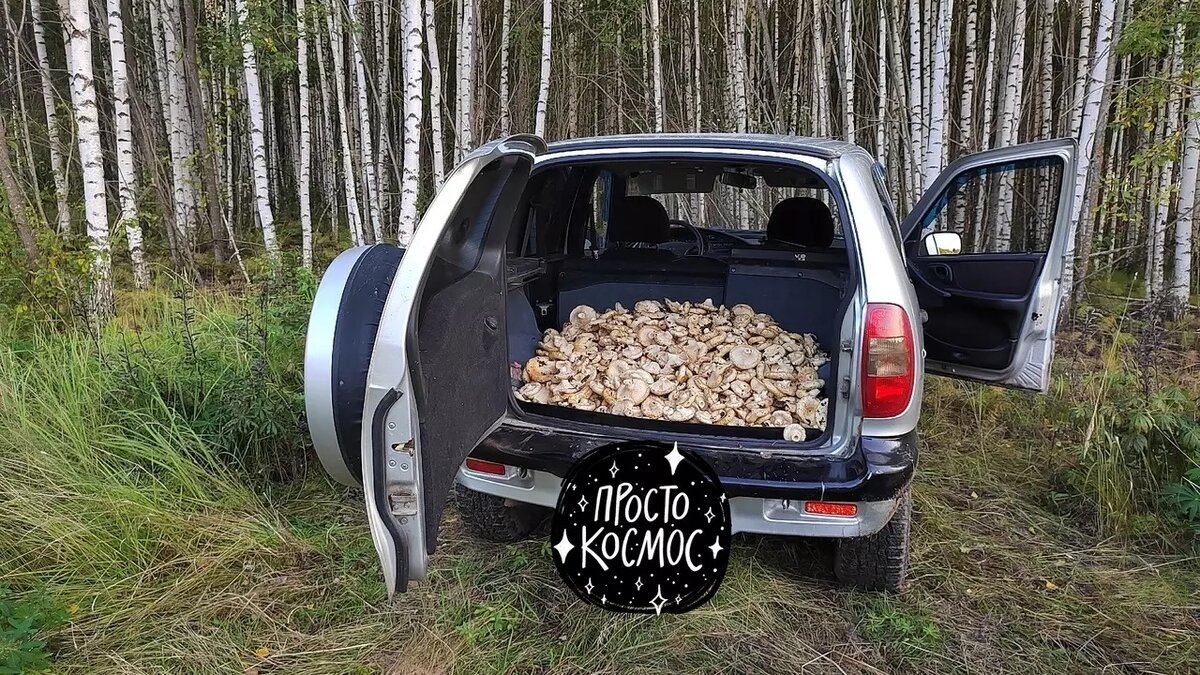     Автор: Евгений Хитин Источник: vk.com/lespr18