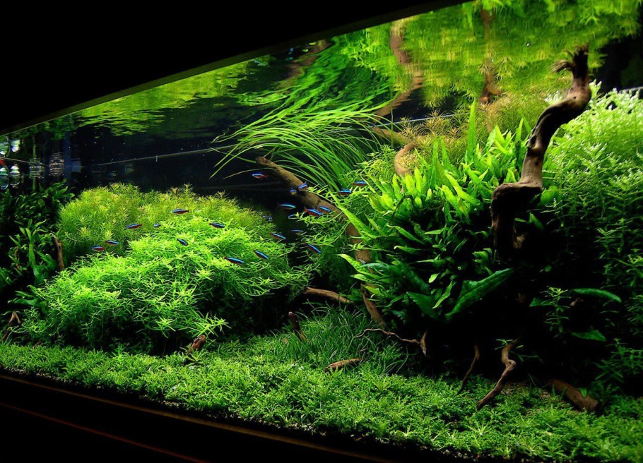 Петушка только не хватает.