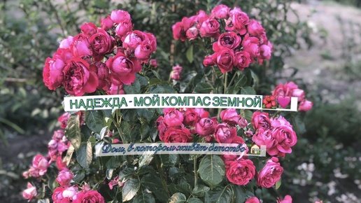 НАДЕЖДА - МОЙ КОМПАС ЗЕМНОЙ🌺🩷