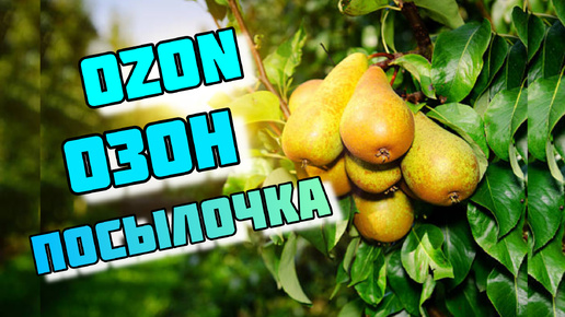 За Грушами Вкусняшками и ПОСЫЛКОЙ OZON VLOG Семейный канал ВЛОГ