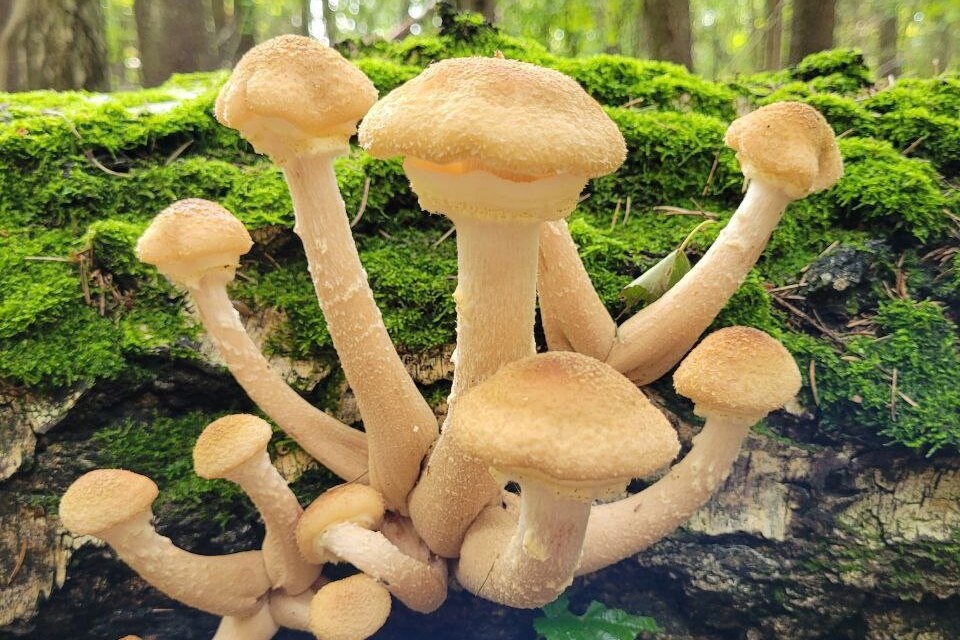     «Новая волна на подходе»: какие грибы пойдут в сентябре и где их собирать