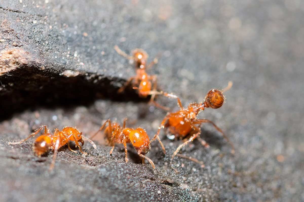 MR.AUKID PHUMSIRICHAT / Shutterstock / FOTODOM📷Робот-собака с ИИ помогает бороться с огненными муравьями