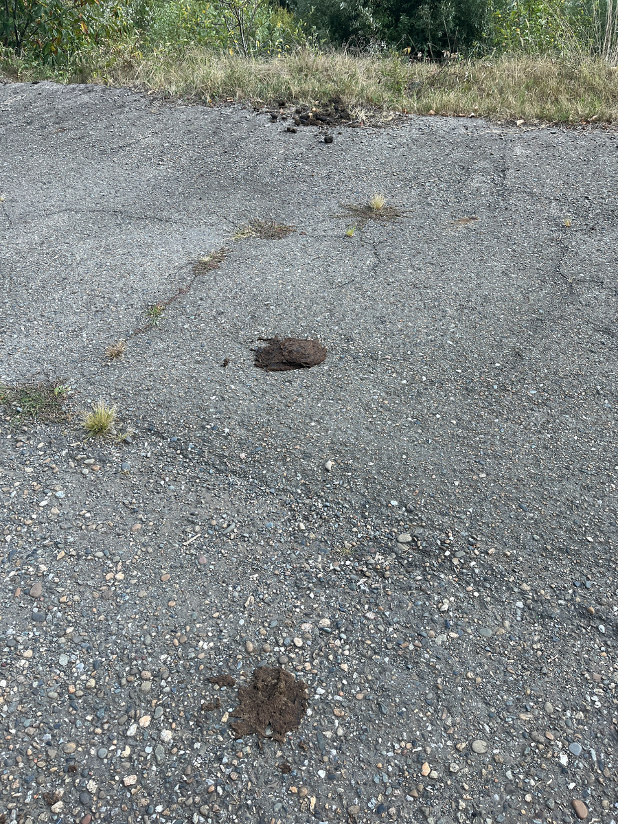 следы на дорожке