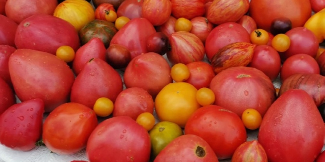 Способы обеззараживания почвы после выращивания томатов: эффективные и проверенные методы