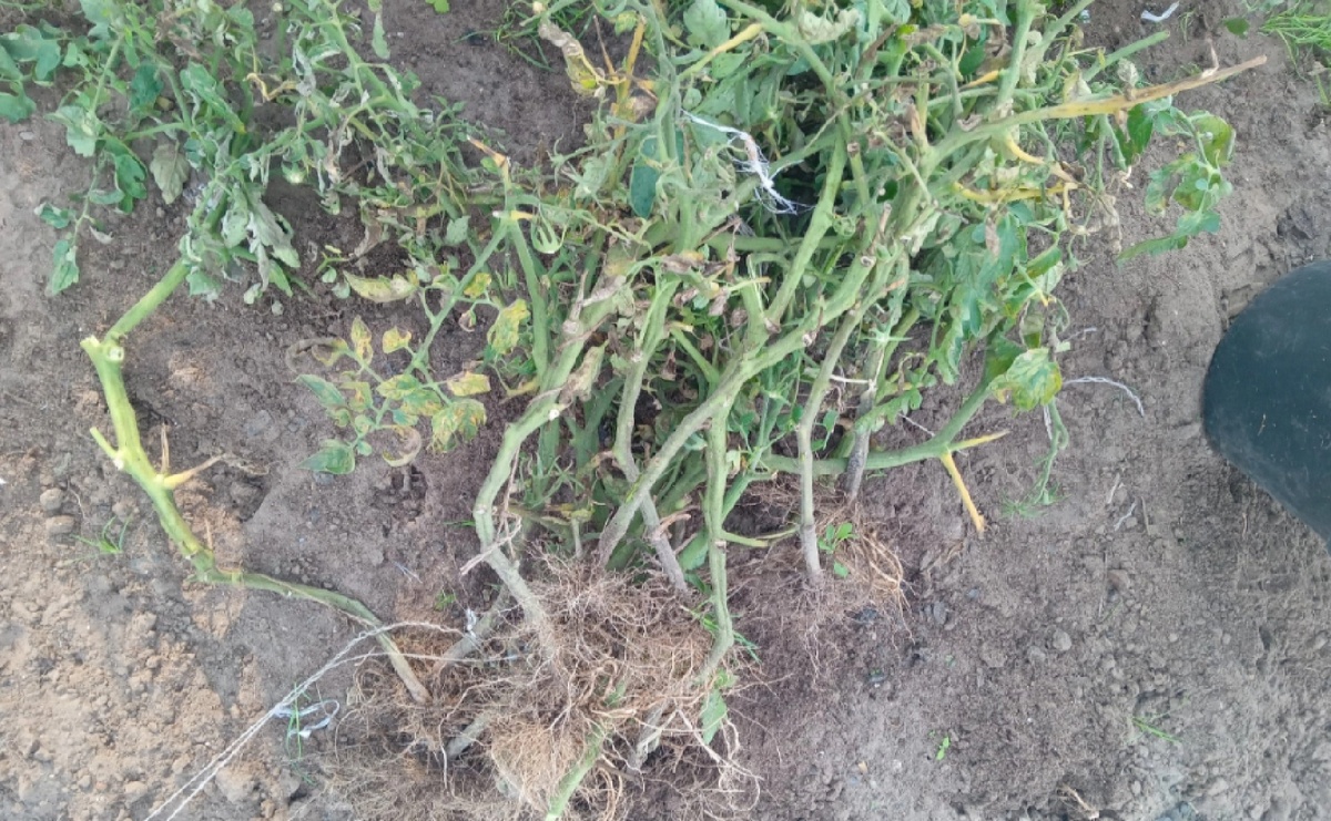 Со временем фитофтороз, гнили, кладоспориоз, альтернариоз и прочие грибковые инфекции могут накапливаться в почве. 