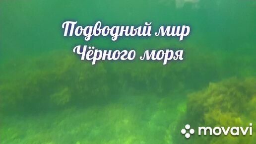 #море Подводный мир Черного моря .