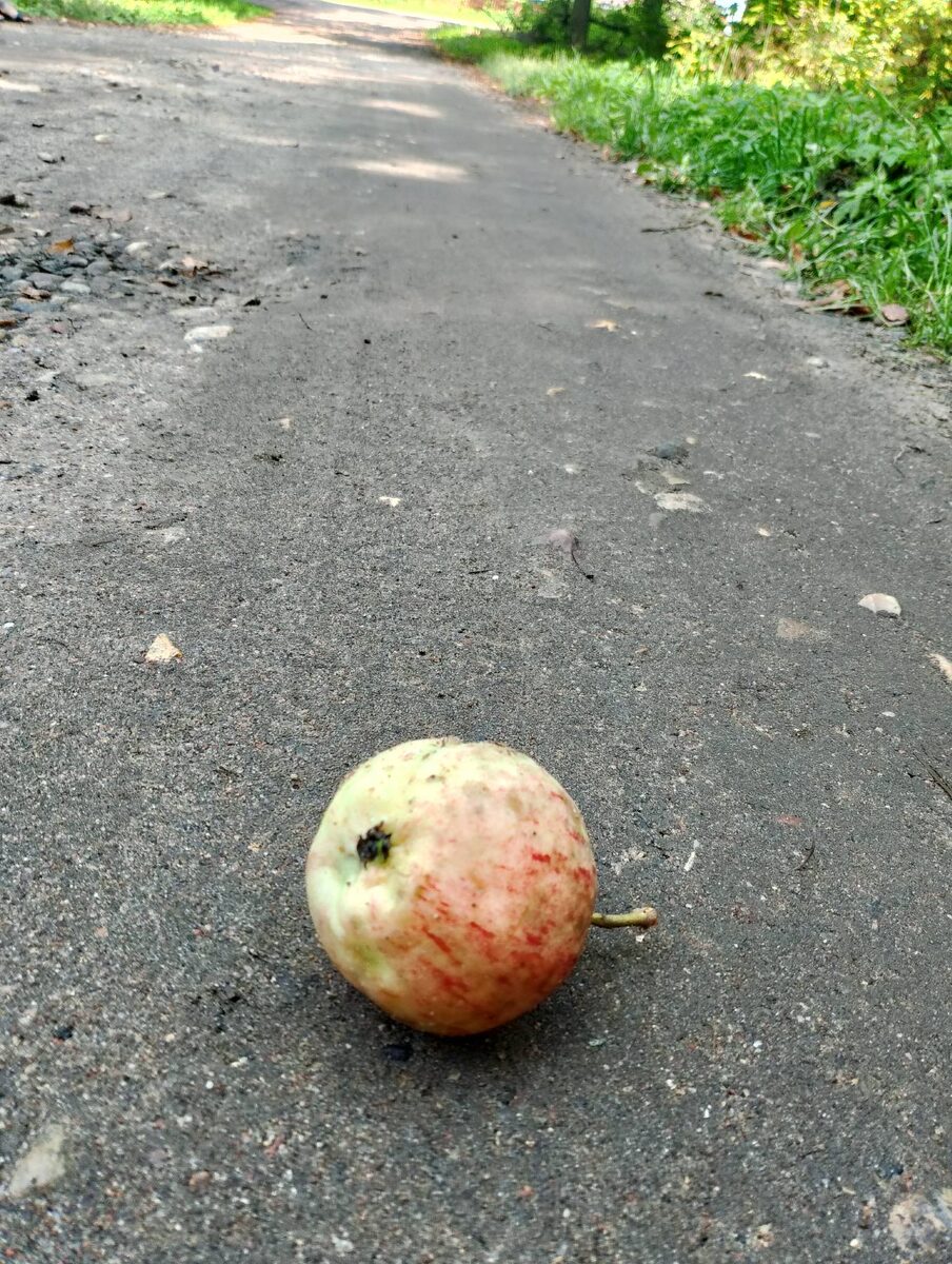 Часто вы видели обыкновенное летнее яблоко, упавшее с дерева, с такого ракурса?