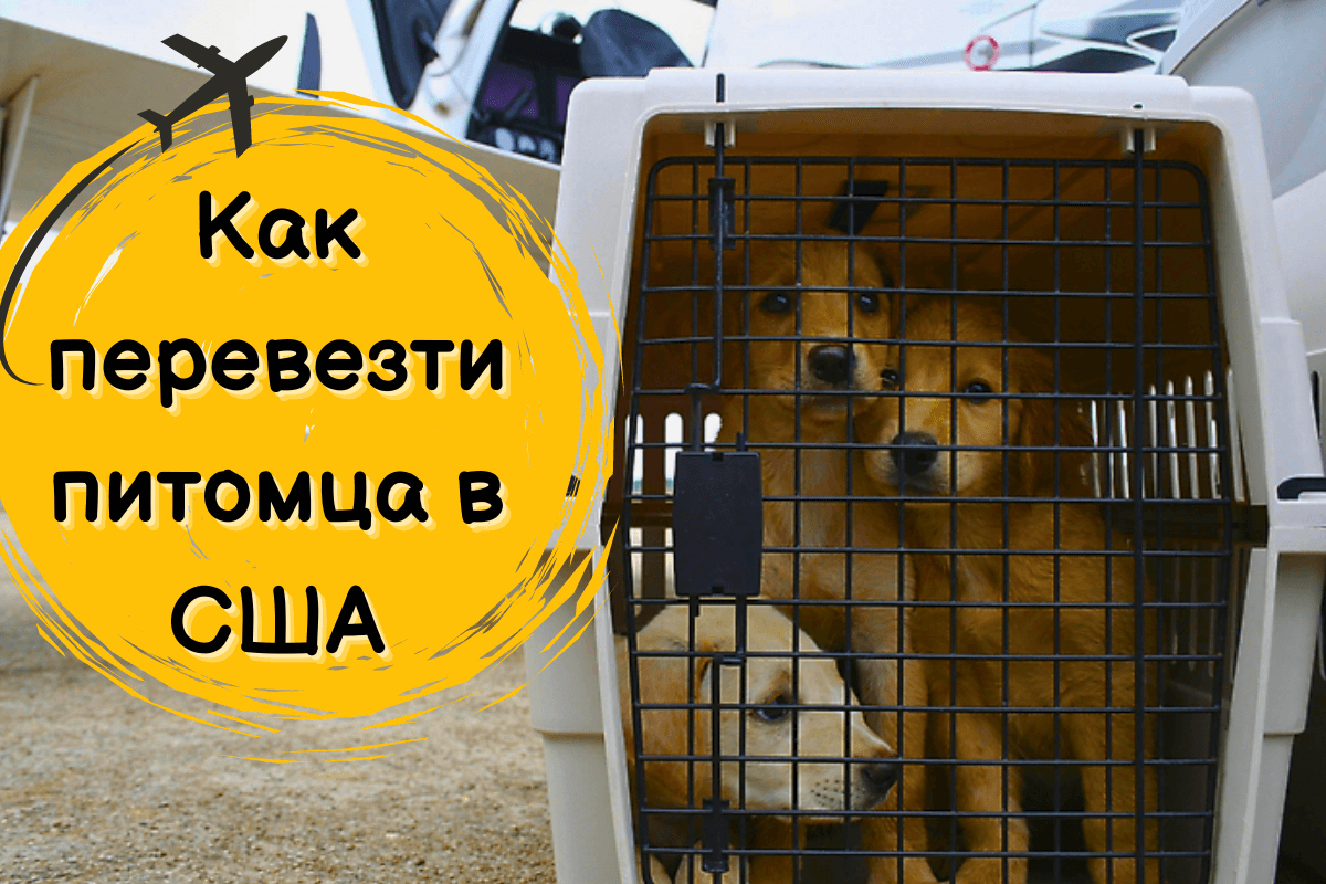 Перевозка питомцев за границу 