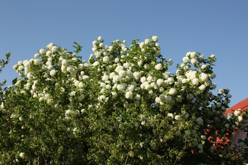 Калина Бульденеж