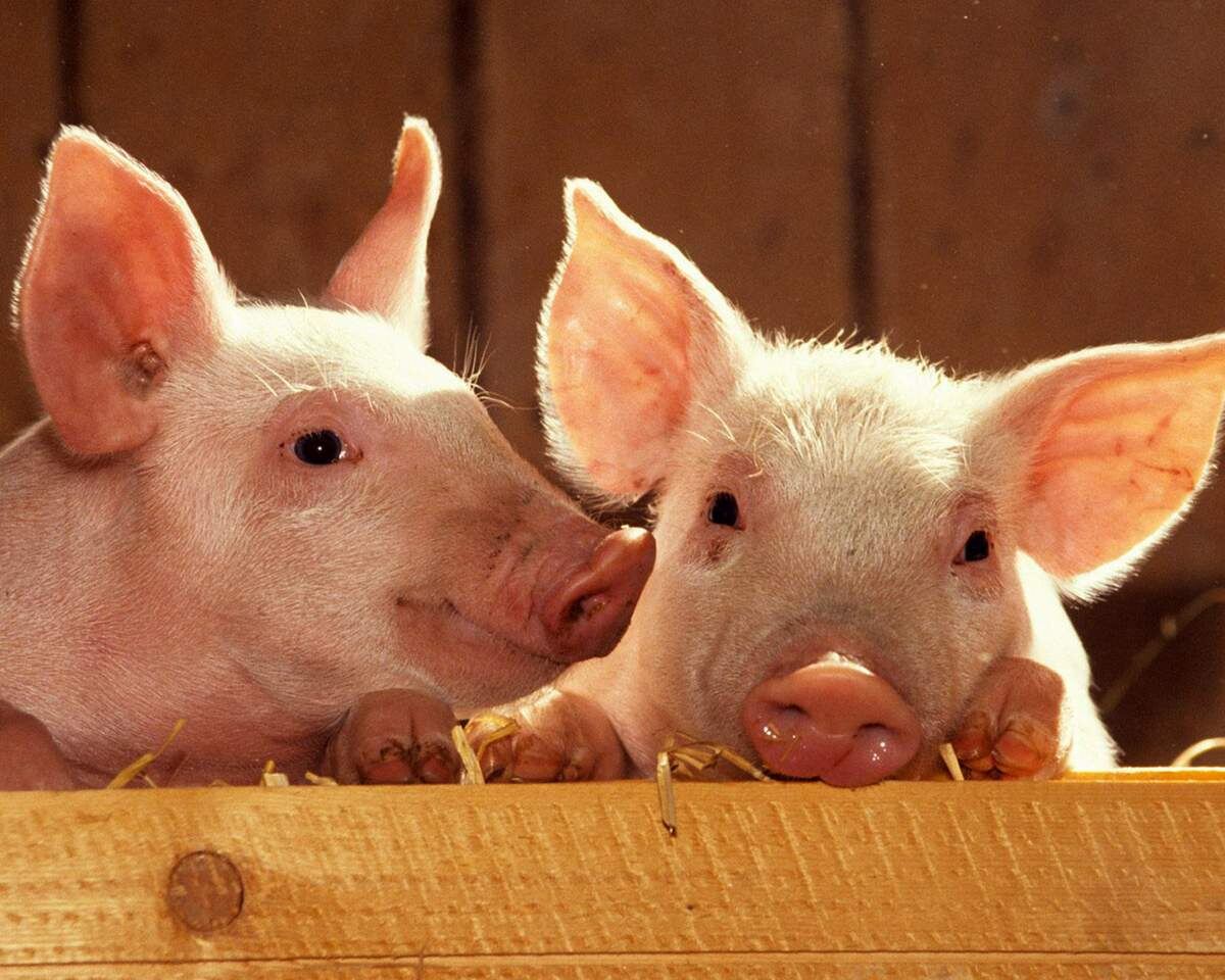 https://animalreader.ru/v-kitayskom-zooparke-poyavilis-zhivotnyie-predskazateli-katastrof.html