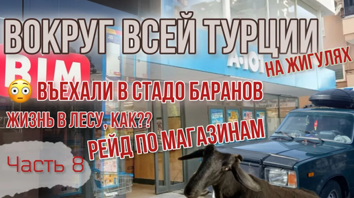 Вокруг ВСЕЙ Турции на ЖИГУЛЯХ!😱Живем в палатке в лесу!⛺️Въехали в стадо баранов!😬Обзор супермаркетов