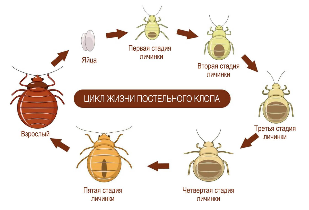 32. -4. Постельные клопы: как <b>они</b> кусают-4. 