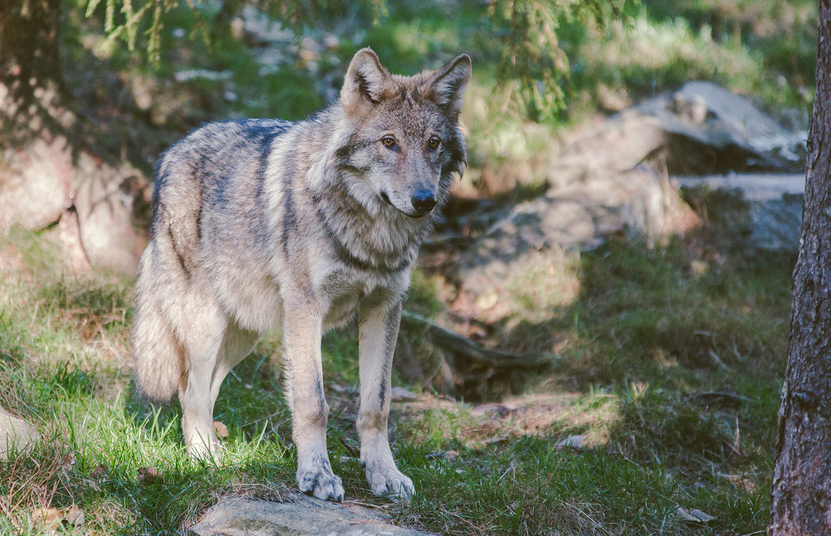 По пути детям встречаются медведи, волки, лоси и рыси.  Фото: unsplash.com