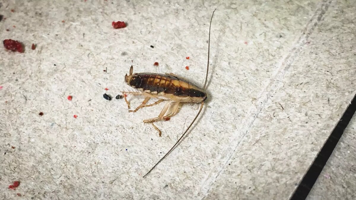     Источник: 1MI