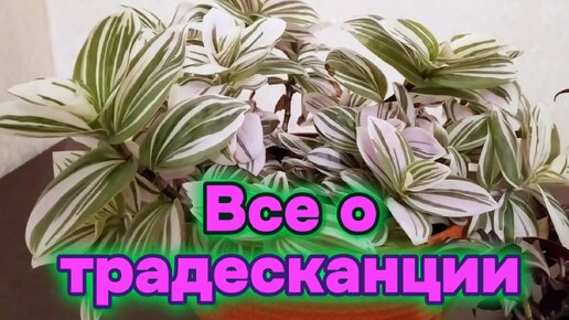 Традесканция уход