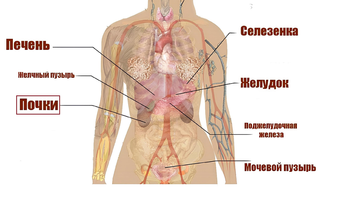 Схема расположения внутренних органов