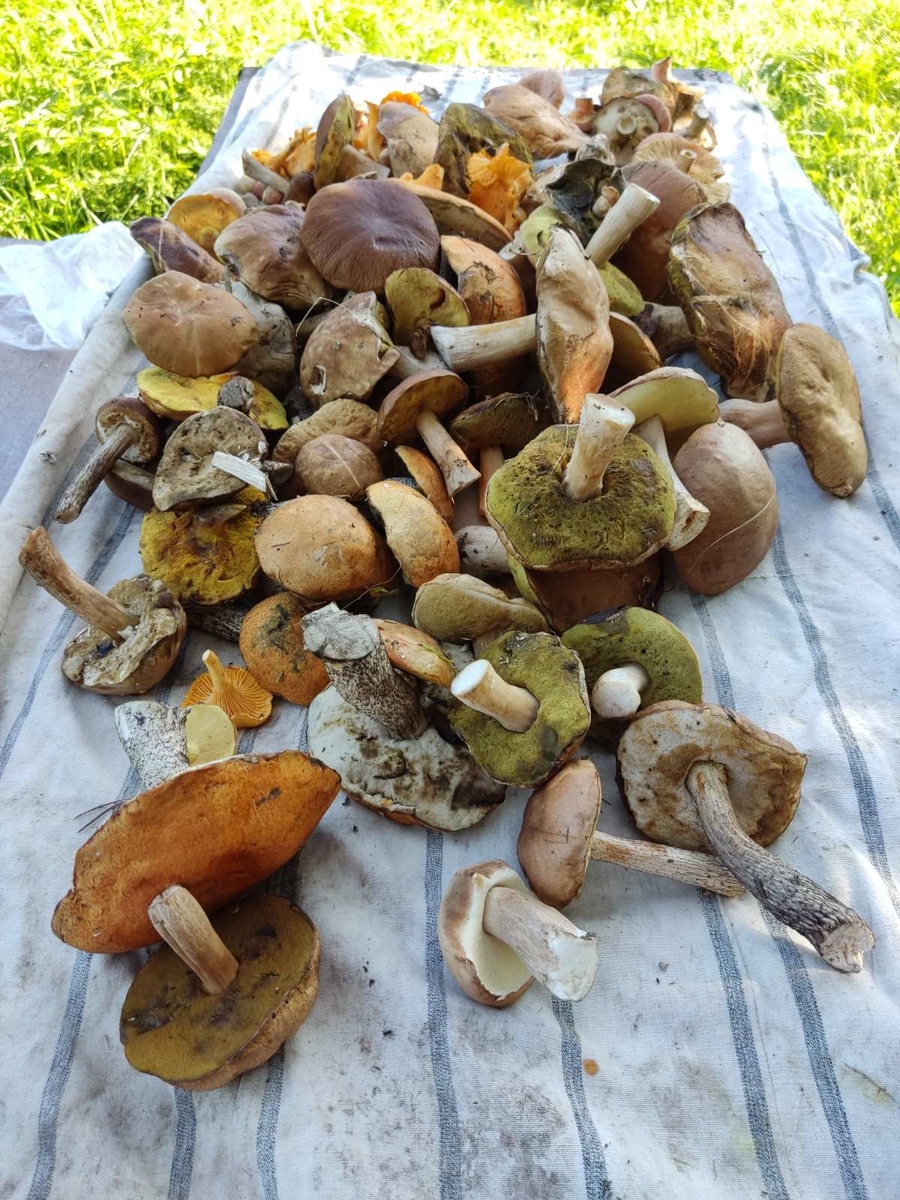 Грибы собирала не я )), но они мои )). 