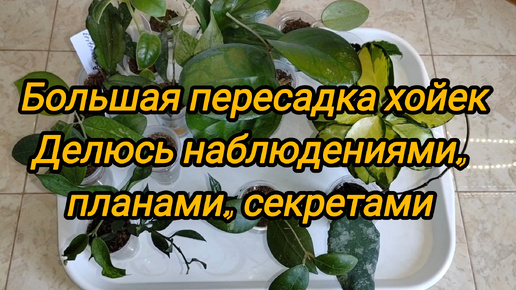 Большая пересадка хойек. Делюсь выводами, наблюдениями, планами