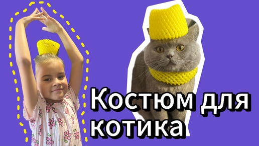 Королевский костюм для кота из простых материалов, ошейник своими руками