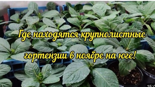 Мои условия выращивания крупнолистных гортензий в ноябре на юге🌿🌿🌿