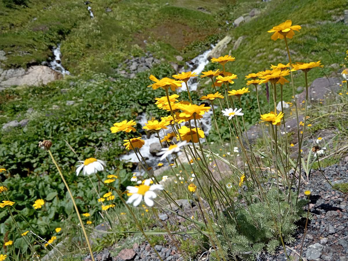 Фото автора в ущелье Терскол 30.07.2024.