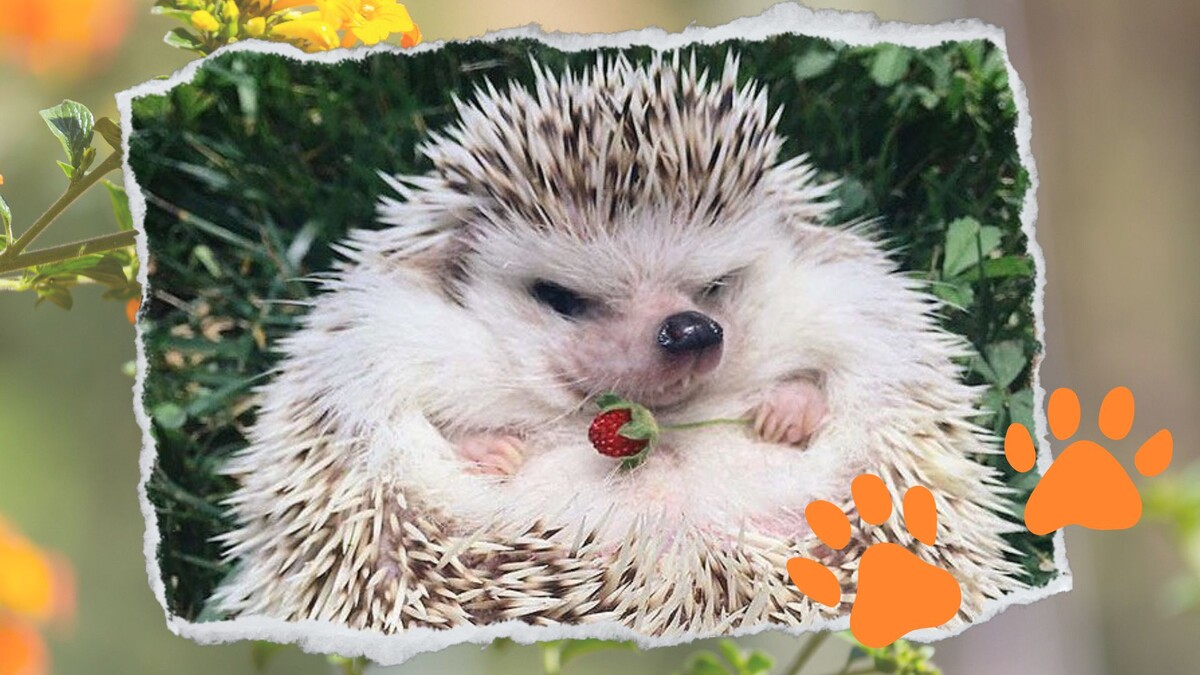 Не желанный гость