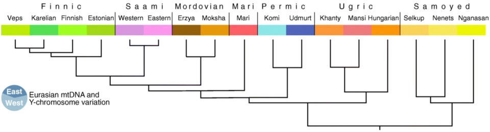     Филогенетическое древо языков уральской семьи Kristiina Tambets et al. / Genome Biology, 2018