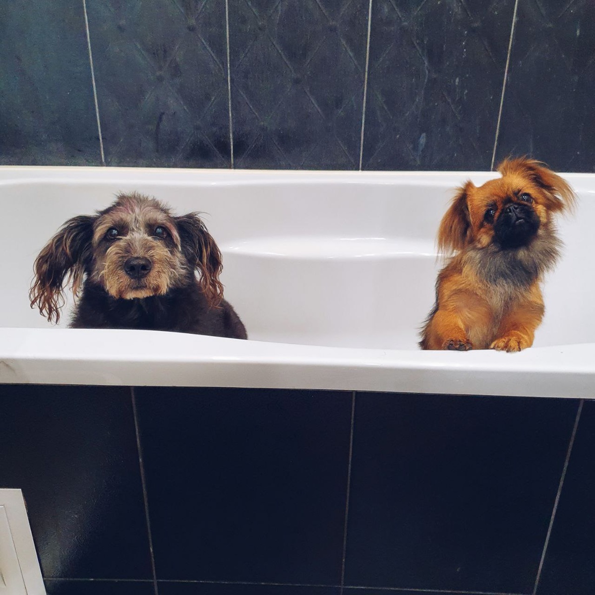 Руффи и Спейси