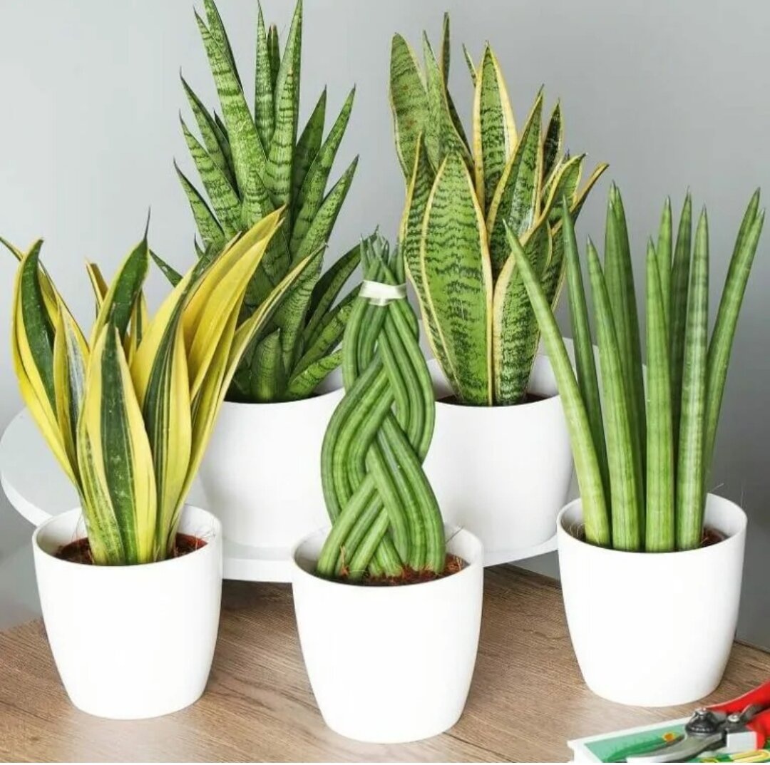 Сансевиерия