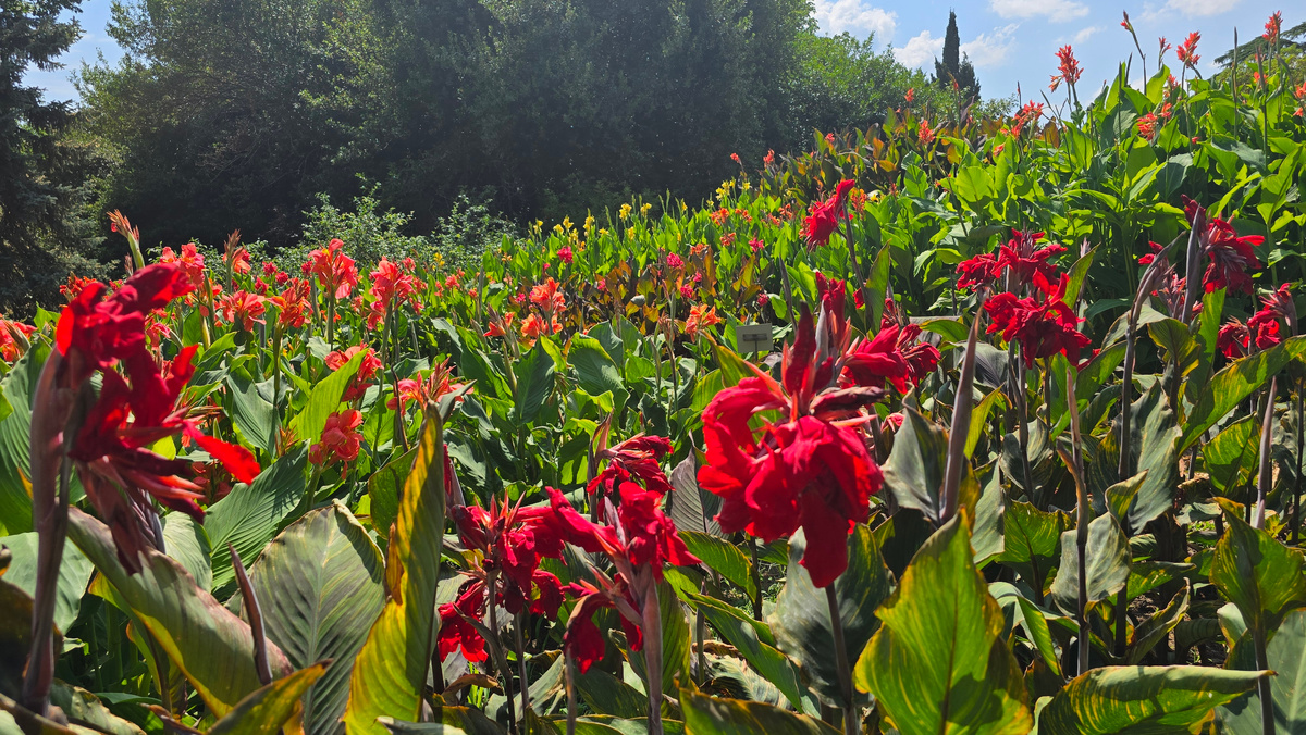 Канны. Верхний парк Никитского ботанического сада