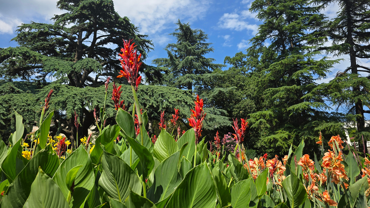 Канны. Верхний парк Никитского ботанического сада