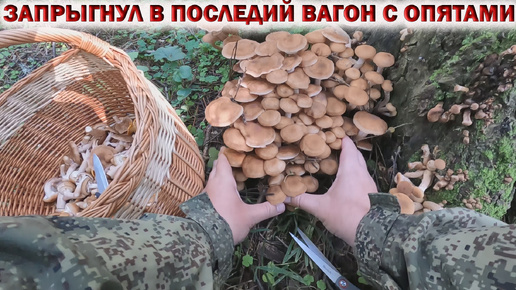 💥ЗАПРЫГНУЛ В ПОСЛЕДНИЙ ВАГОН С ОПЯТАМИ👉Грибы в Августе 2024🌳🍄🌲