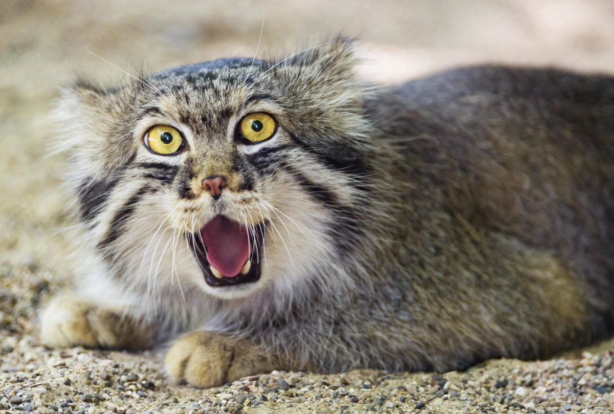 - Кто это небольшая кошка?