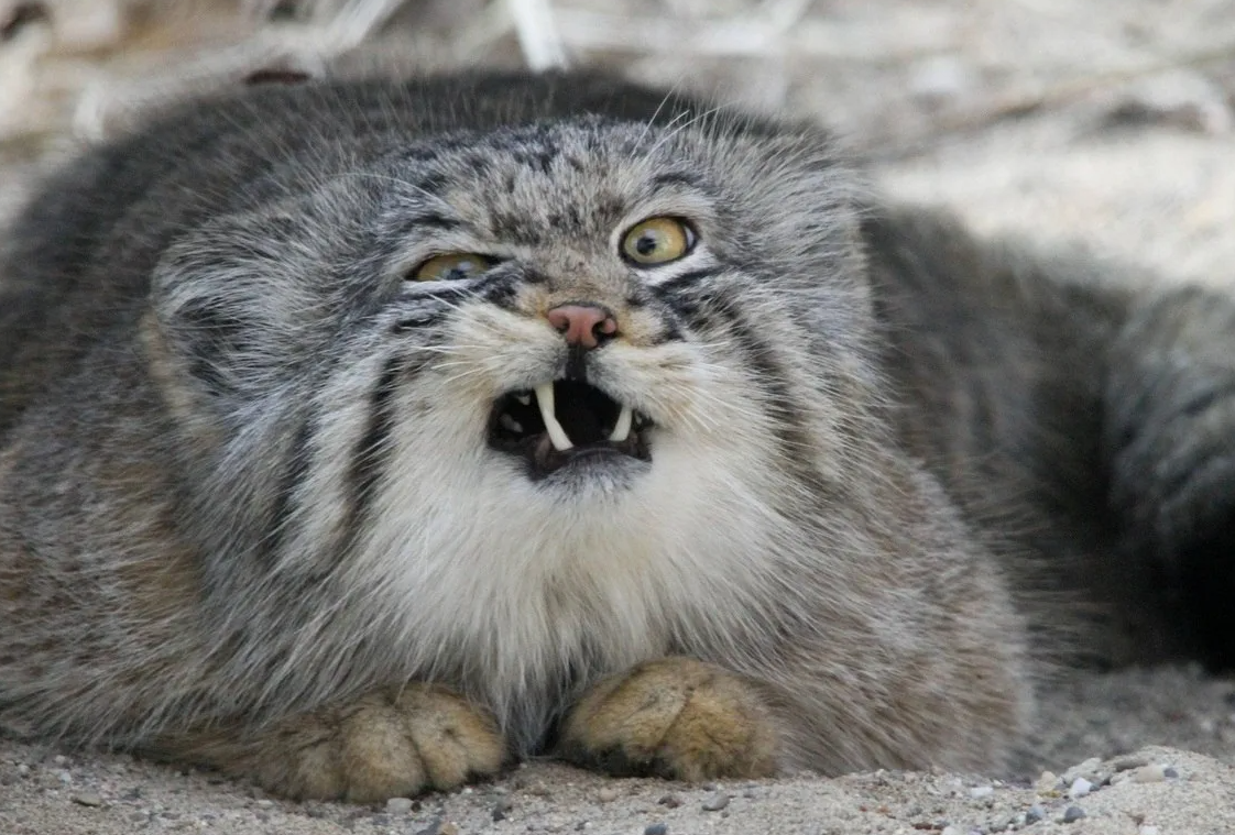 - Попробуем дичь на зубок...