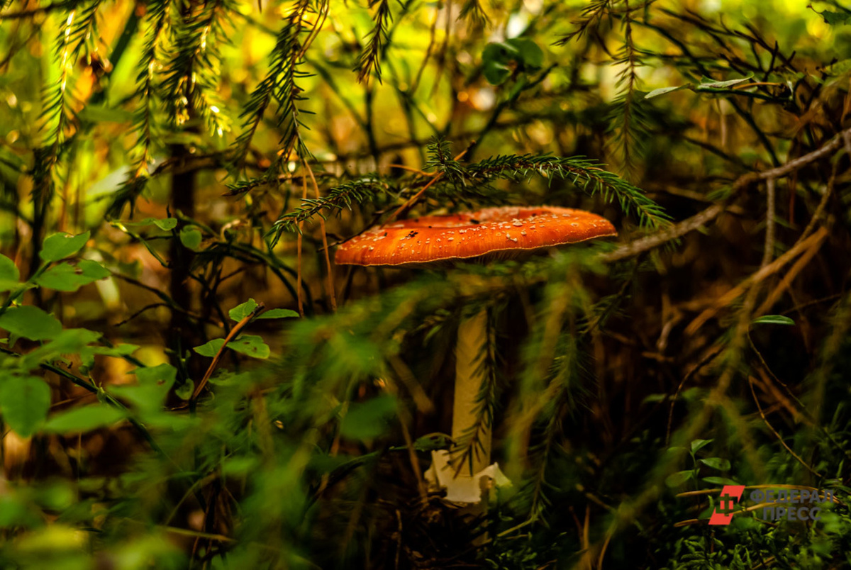 Мухоморы содержат токсины, воздействующие на нервную систему.  Фото: Фото: ФедералПресс / Елена Ельцова