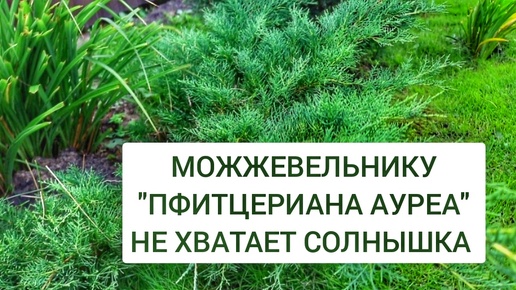 МОЖЖЕВЕЛЬНИКУ 