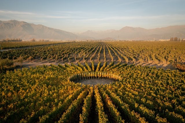 Тот самый виноградник (источник - www.decanter.com)
