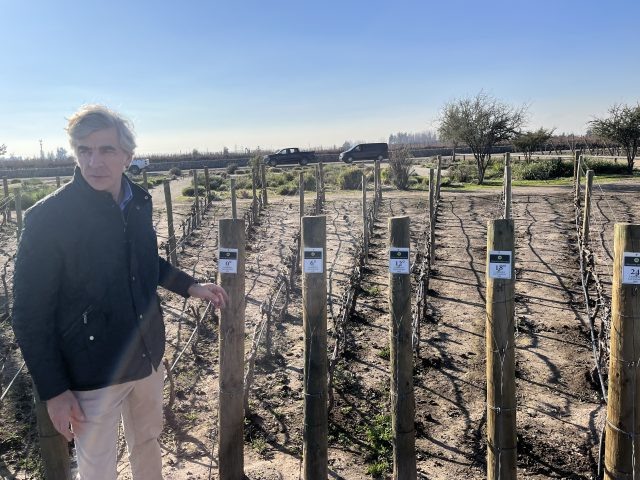 Разметка высадки лоз Энрике Тиадо (источник - www.decanter.com)