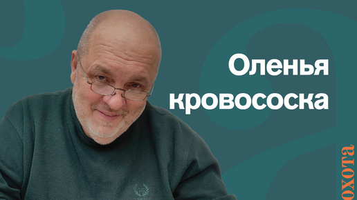 Оленья кровососка. Валерий Кузенков о том, как спастись от укусов.