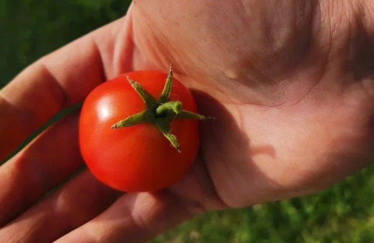    В Воронежской области сертифицикацию «Зеленого эталона» получил первый производитель овощей