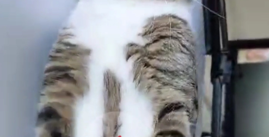 Котики!!!  СПАСЕНИЕ ВО БЛАГО!!!