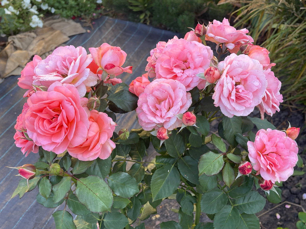 Шраб Амалия Ренессанс