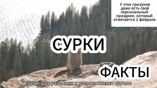 Сурки