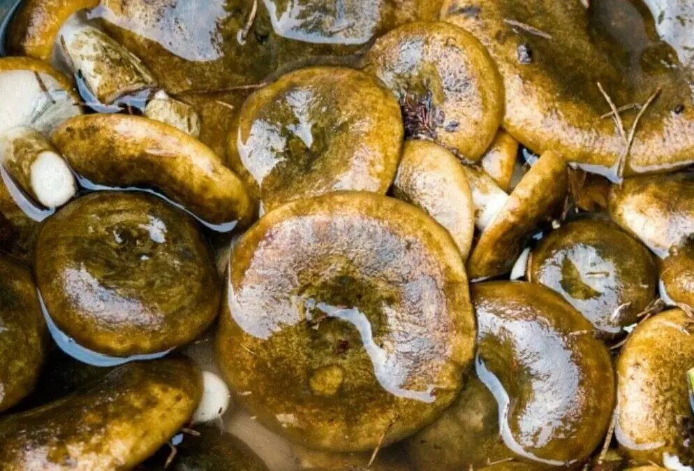 Черный груздь засолка фото