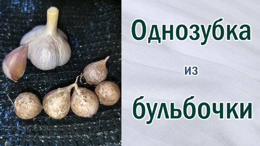 Что такое однозубка? Размножение чеснока из бульбочек. От чего зависит размер однозубки. Когда убирать.